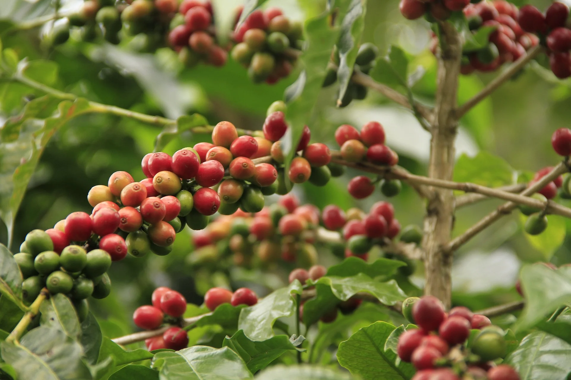 coffee-3911700_1920.jpg