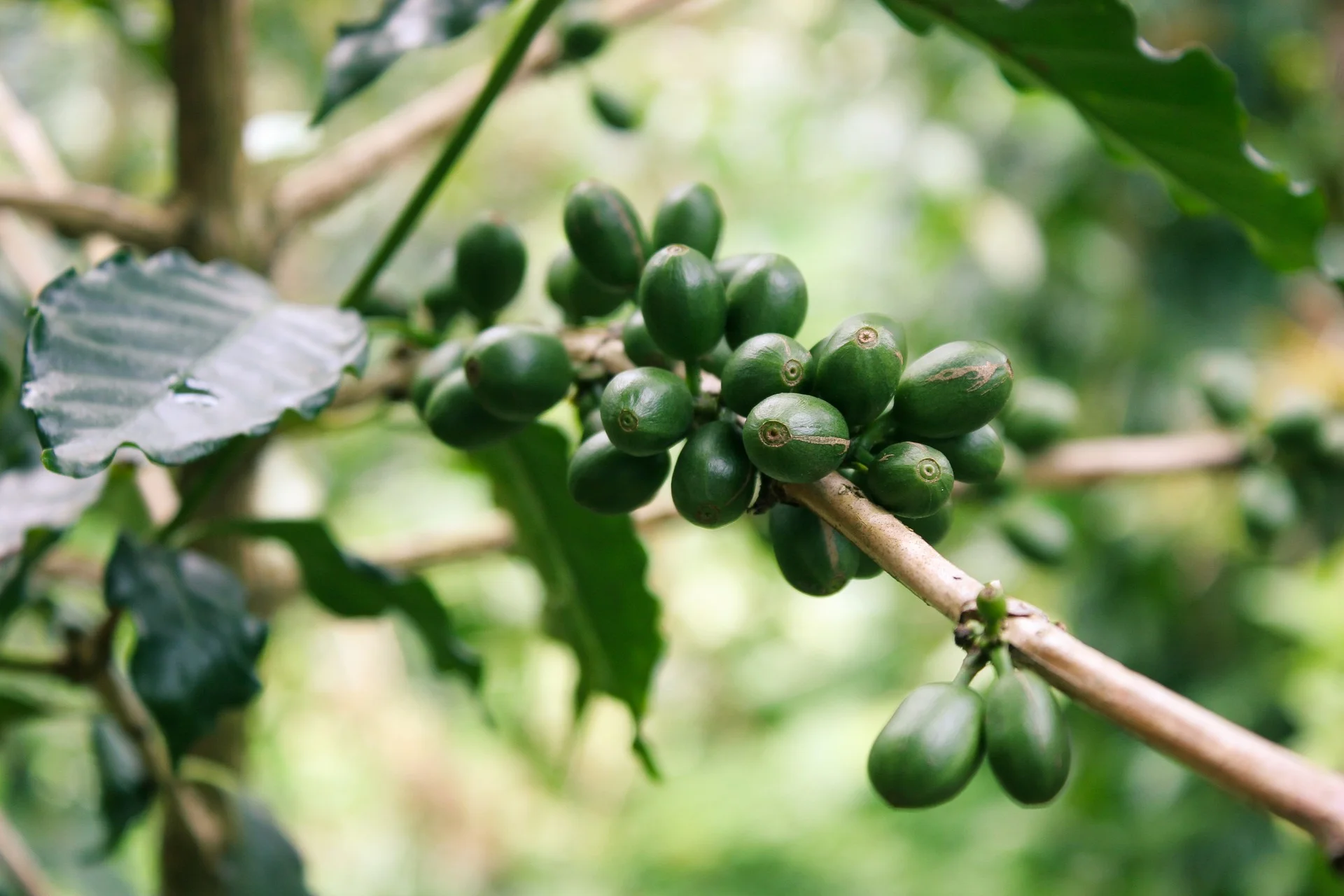 coffee-2992598_1920.jpg