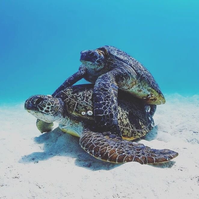 It's coming into that time of year again.. watch out for turtle eggs on our beautiful beaches. 
Photo @tracyolive #ningalooroast #ningaloocoast