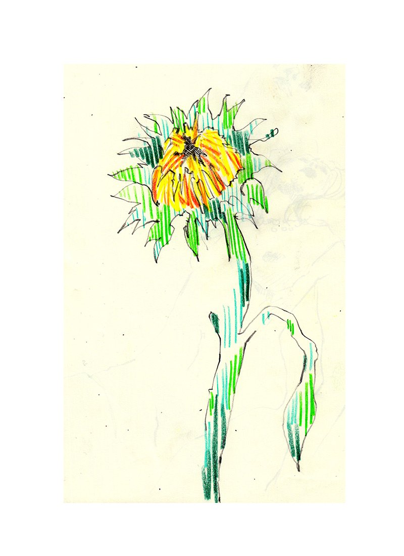 illustrator-sketchbook-tour-flowers.jpg