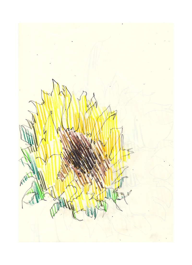 illustrator-sunflowers-sketch.jpg
