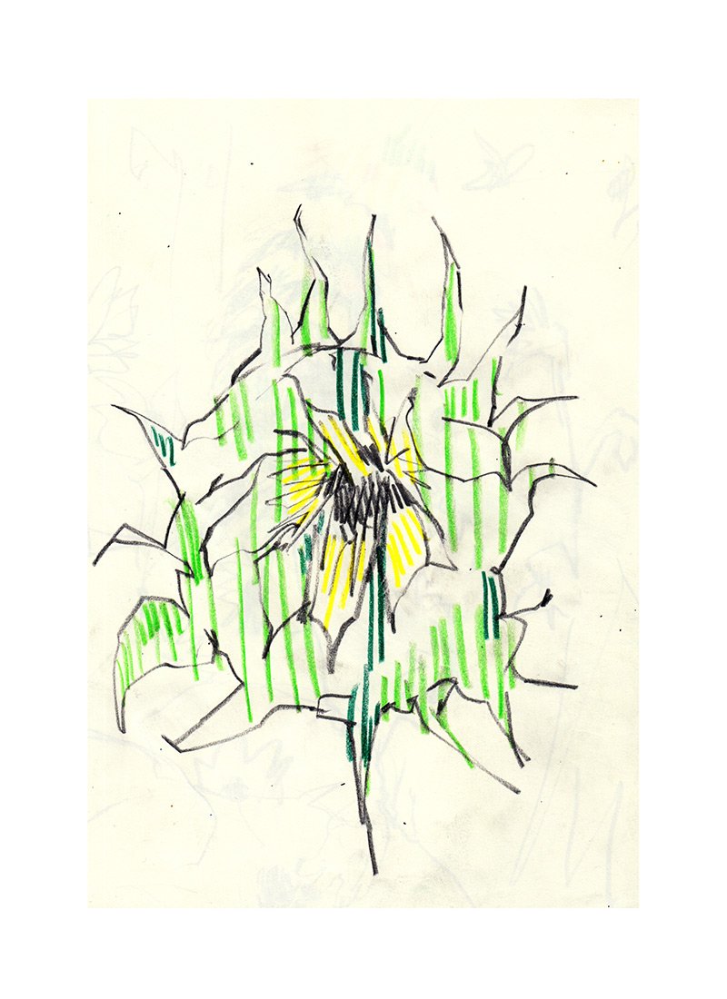 sunflower-sketch-tour.jpg