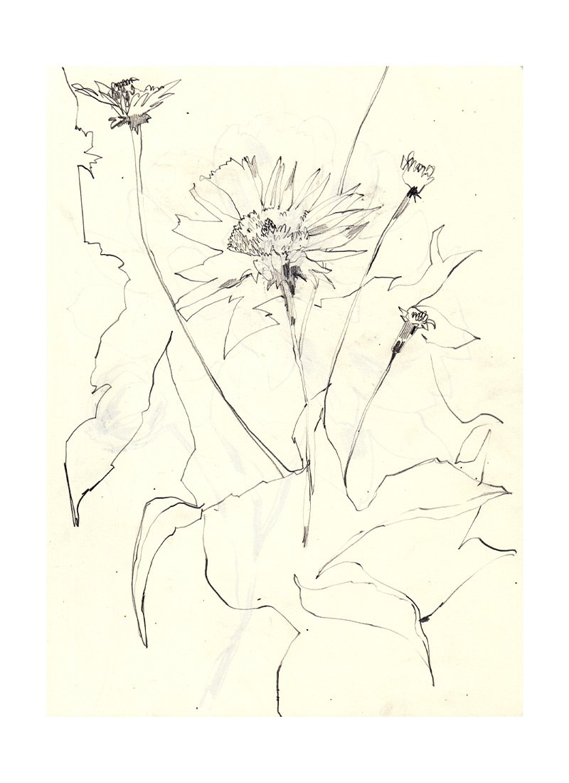 floral-sketch.jpg