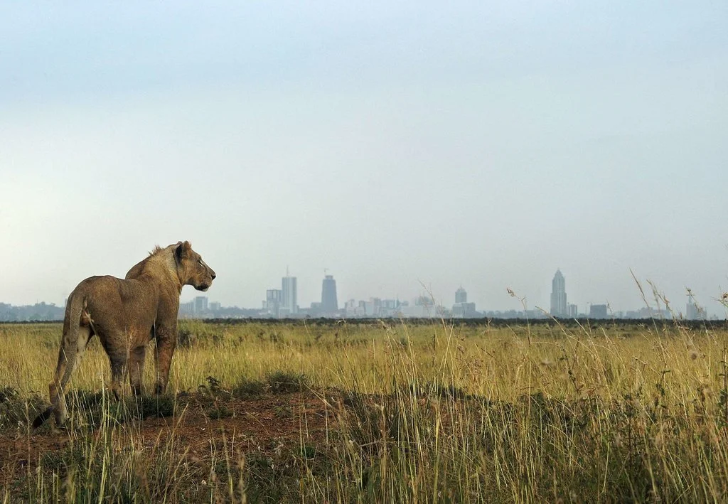 19LION-jumbo.jpg