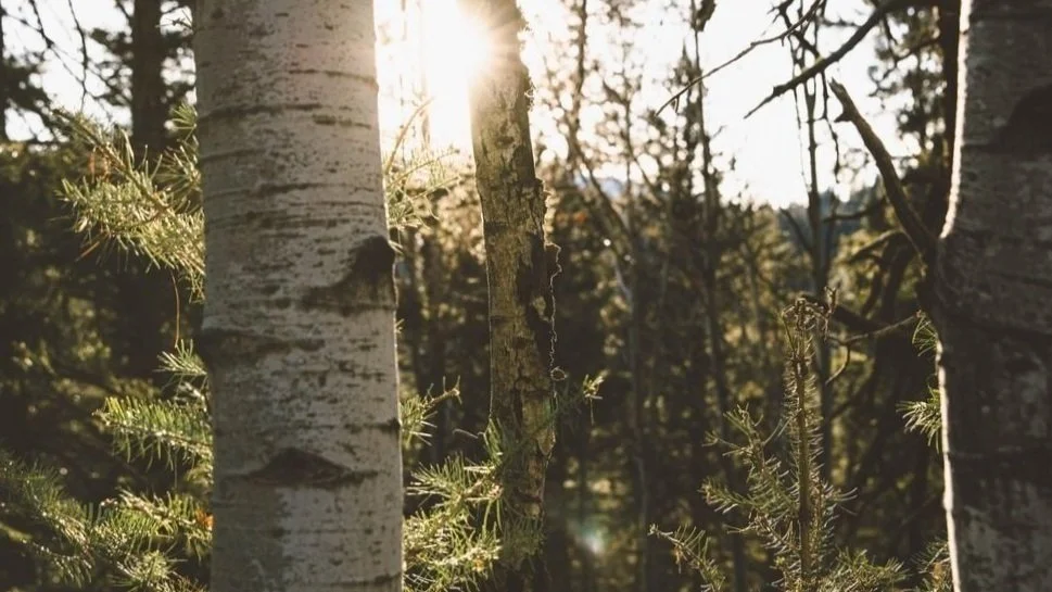 aspen-trees-aspens-bark-922376%25252B%2525281%252529.jpg