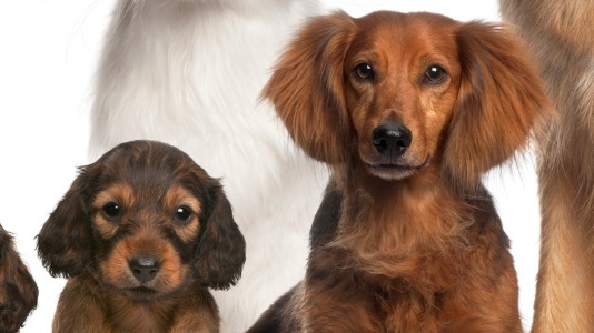 stock-pet-group-2.jpg