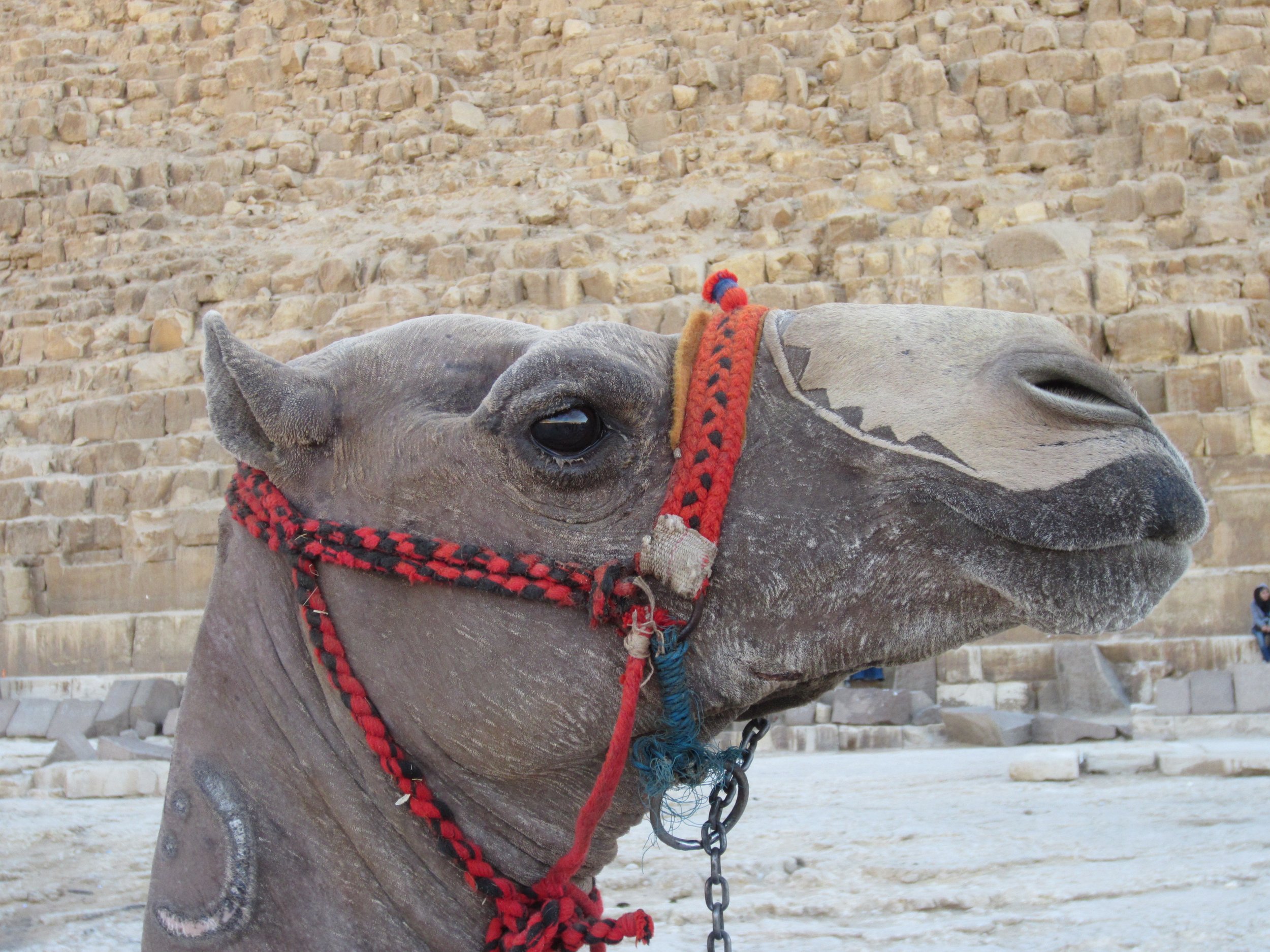 Egypt - Cairo Camel.jpeg