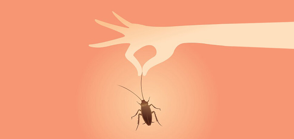 Cockroaches and Copywriting