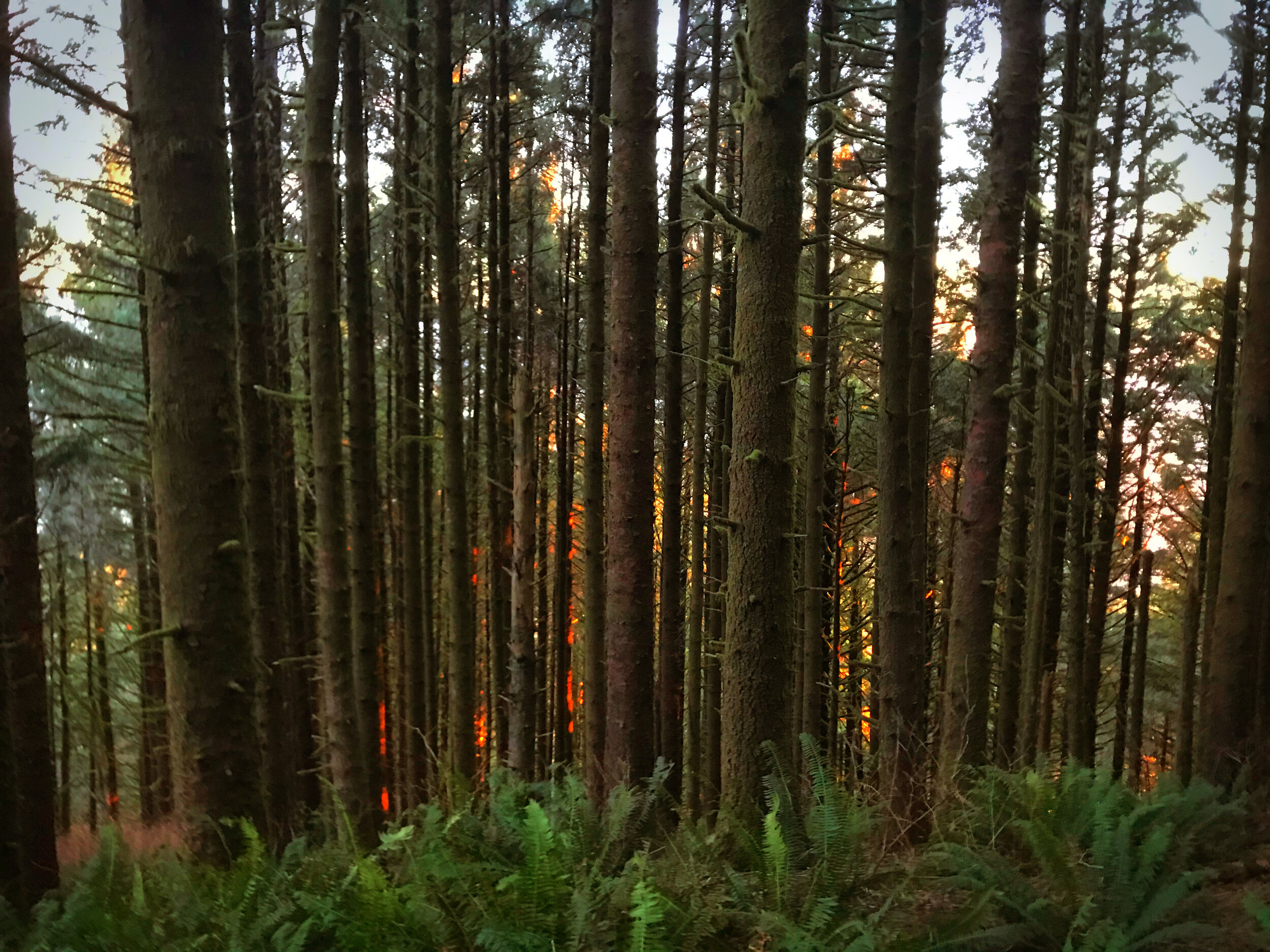 trees and sunset