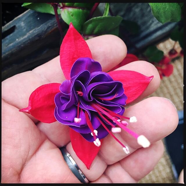 We&rsquo;ve been calling these our Dr Seuss flowers. Great work, @chitownsteph, they are beautiful! (PS they are fuchsias) #chicago #backporch #fuchsia #prettyyyyy