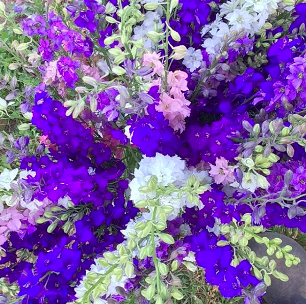 Seasonal Flower CSA.png
