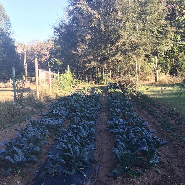 That feeling when you pull 35 bunches off just the Dino kale and it has plenty for next week.