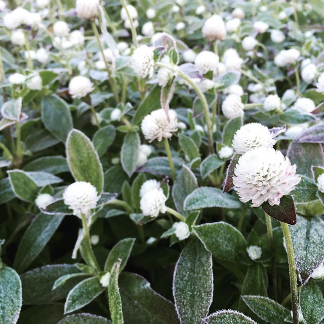 Frost tinged Audrey gomphrena.