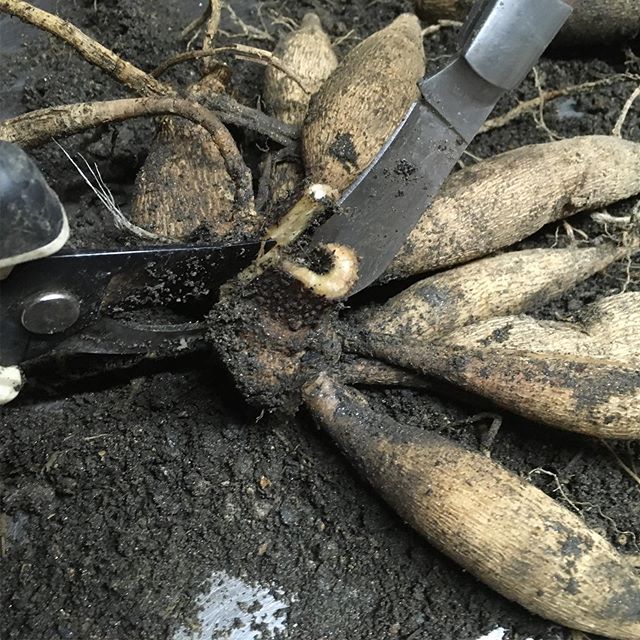 Dahlia splitting time. From twenty roots I think I&rsquo;ll have up to 100 for next season.