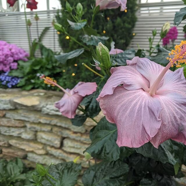 Pretending it's not winter at the conservatory.