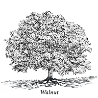walnut.png
