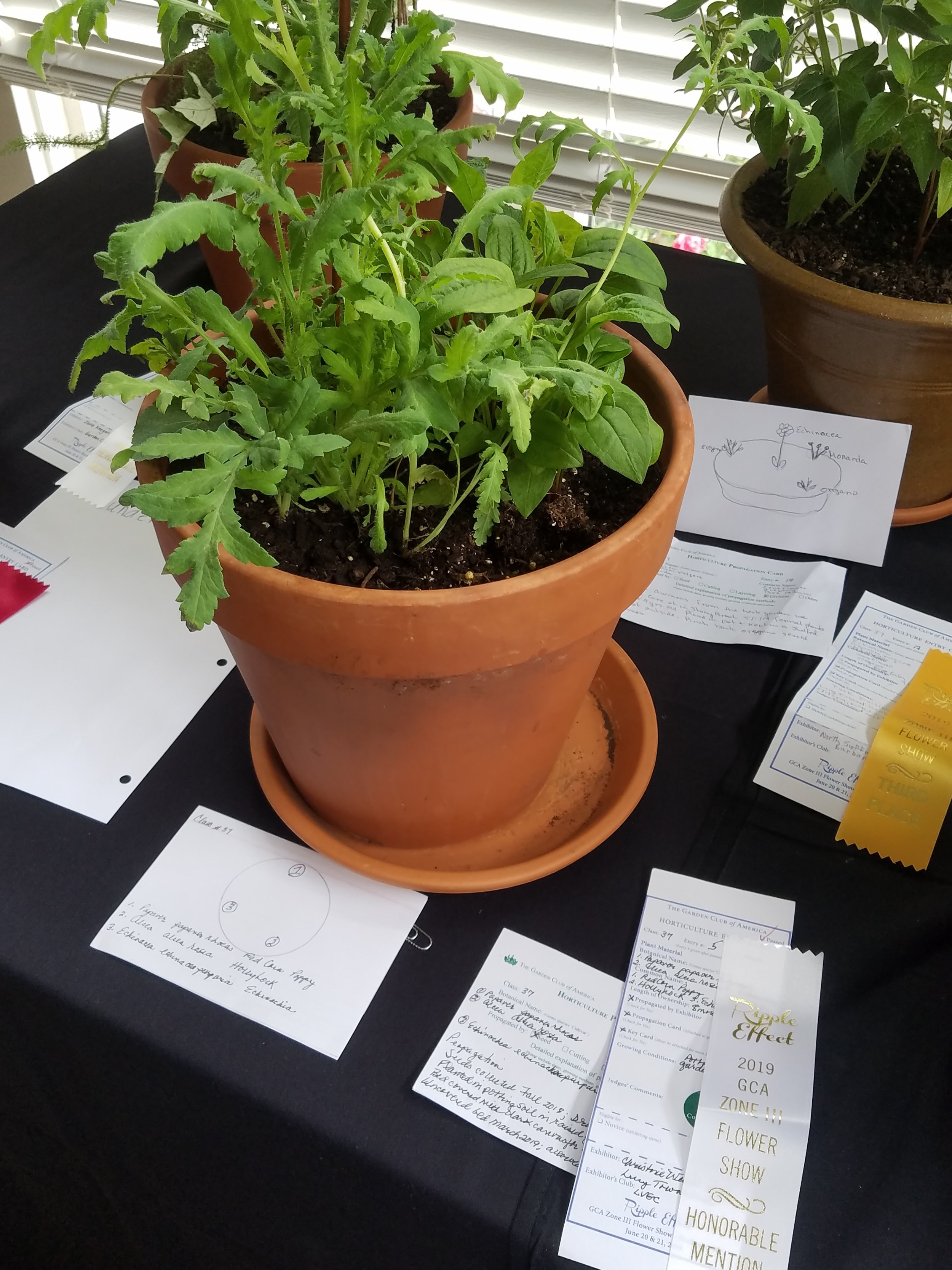 20190620_160924.jpg