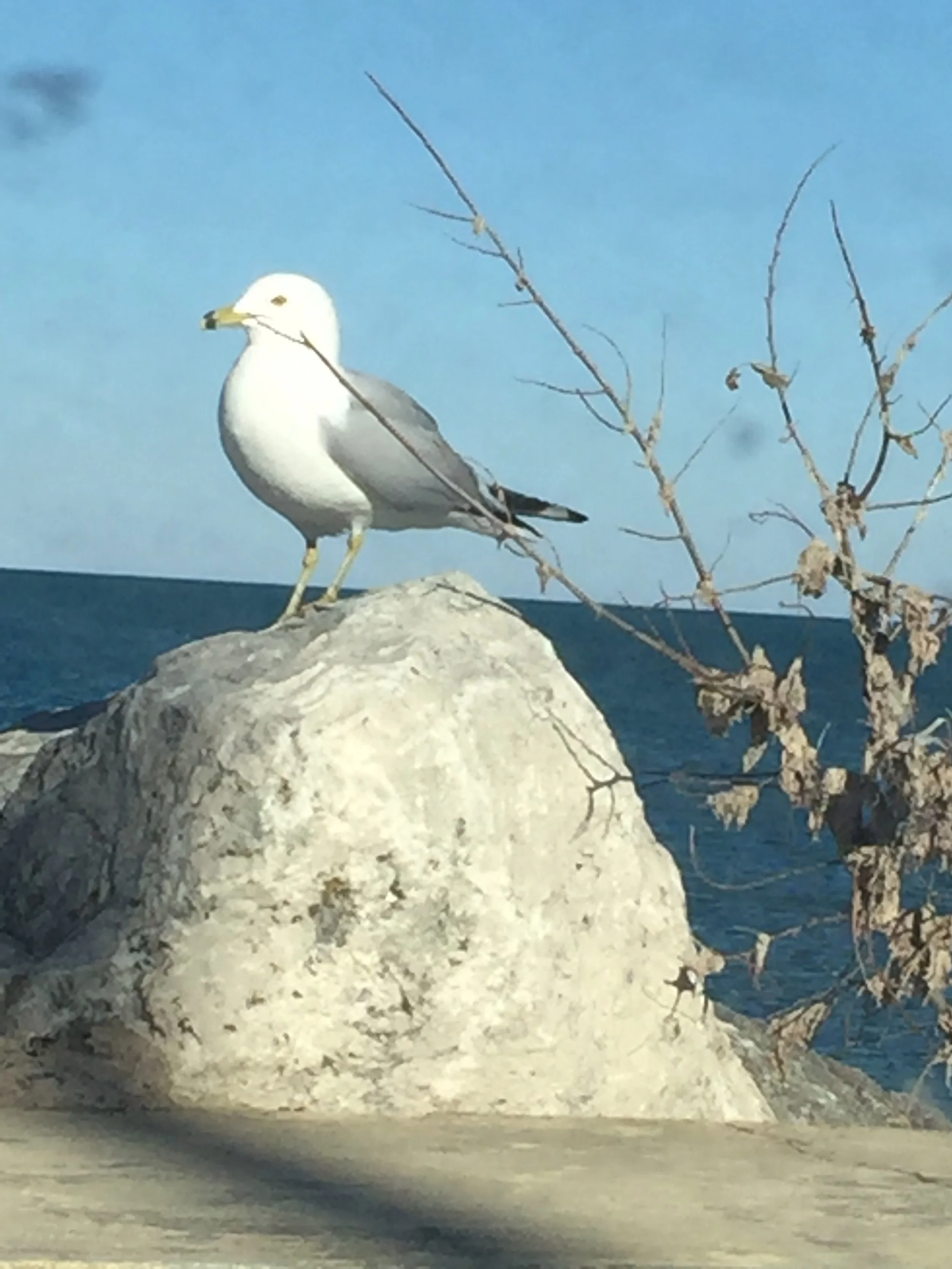 Sammy the Squawker - Meet your local Ring-billed Gull