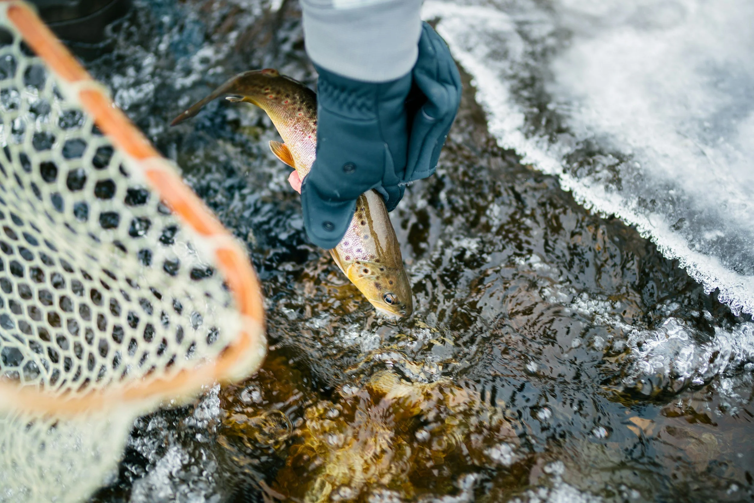 “Trout in the Classroom” Leads to Restoration of Local Trout Stream