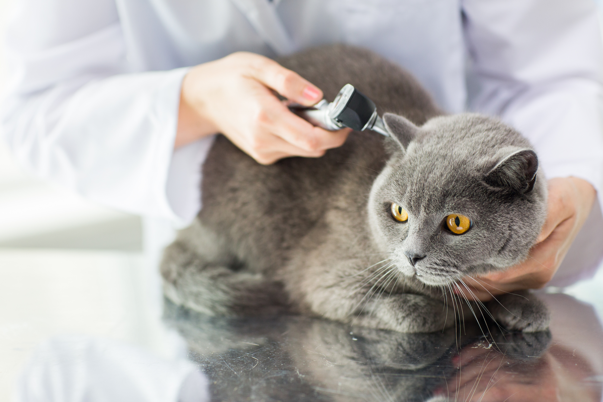 Feline Wellness & Vaccinations — The Cat Hospital of Maine