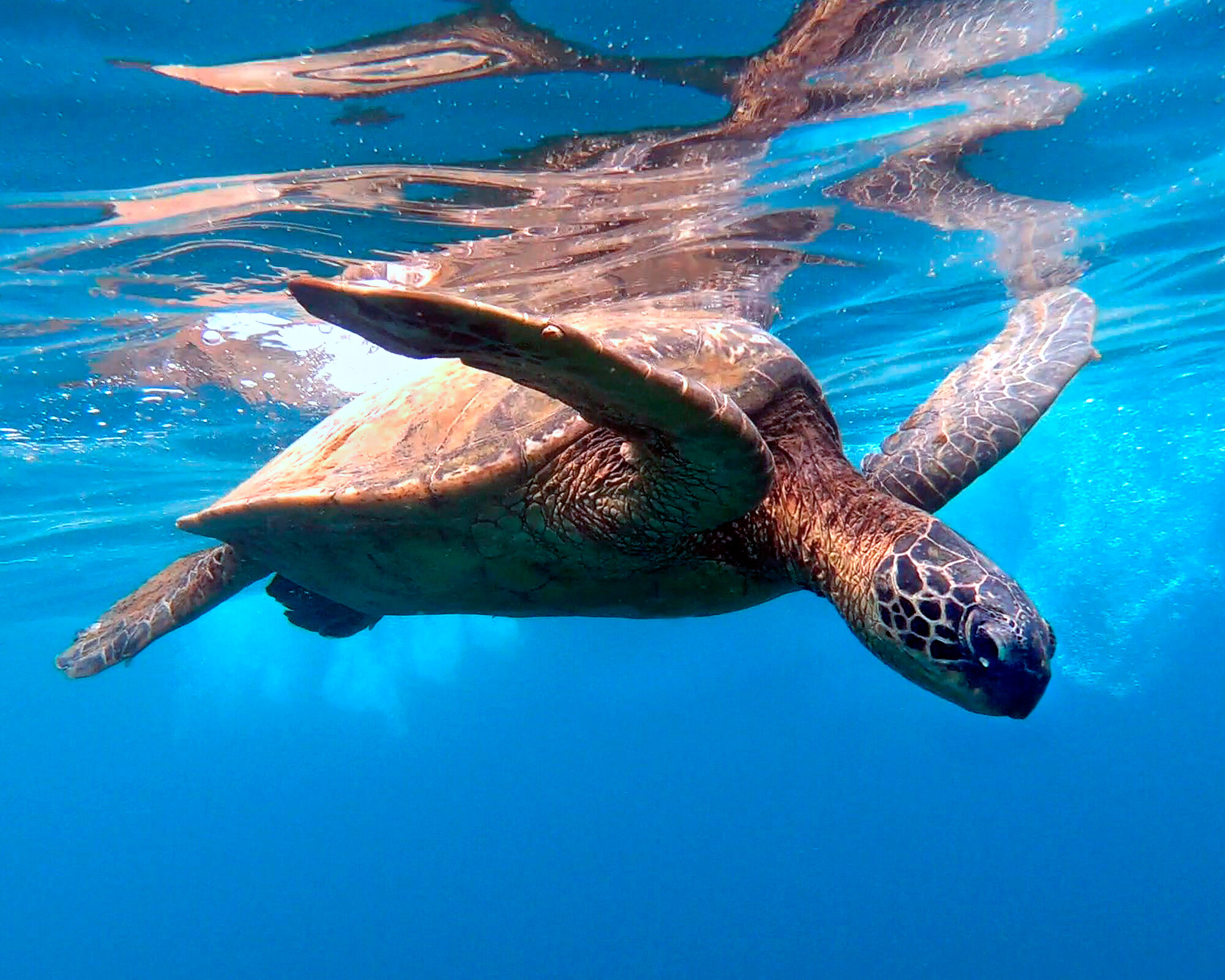 Sea Turtle - Bill Morson