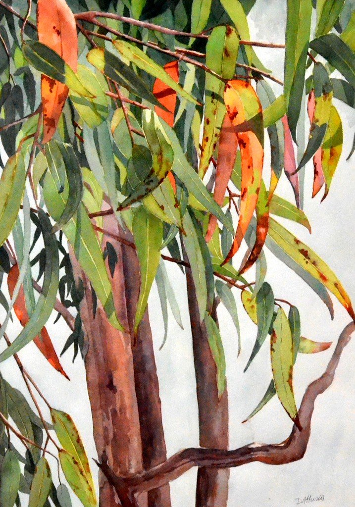 Atturio Diane, Eucalyptus