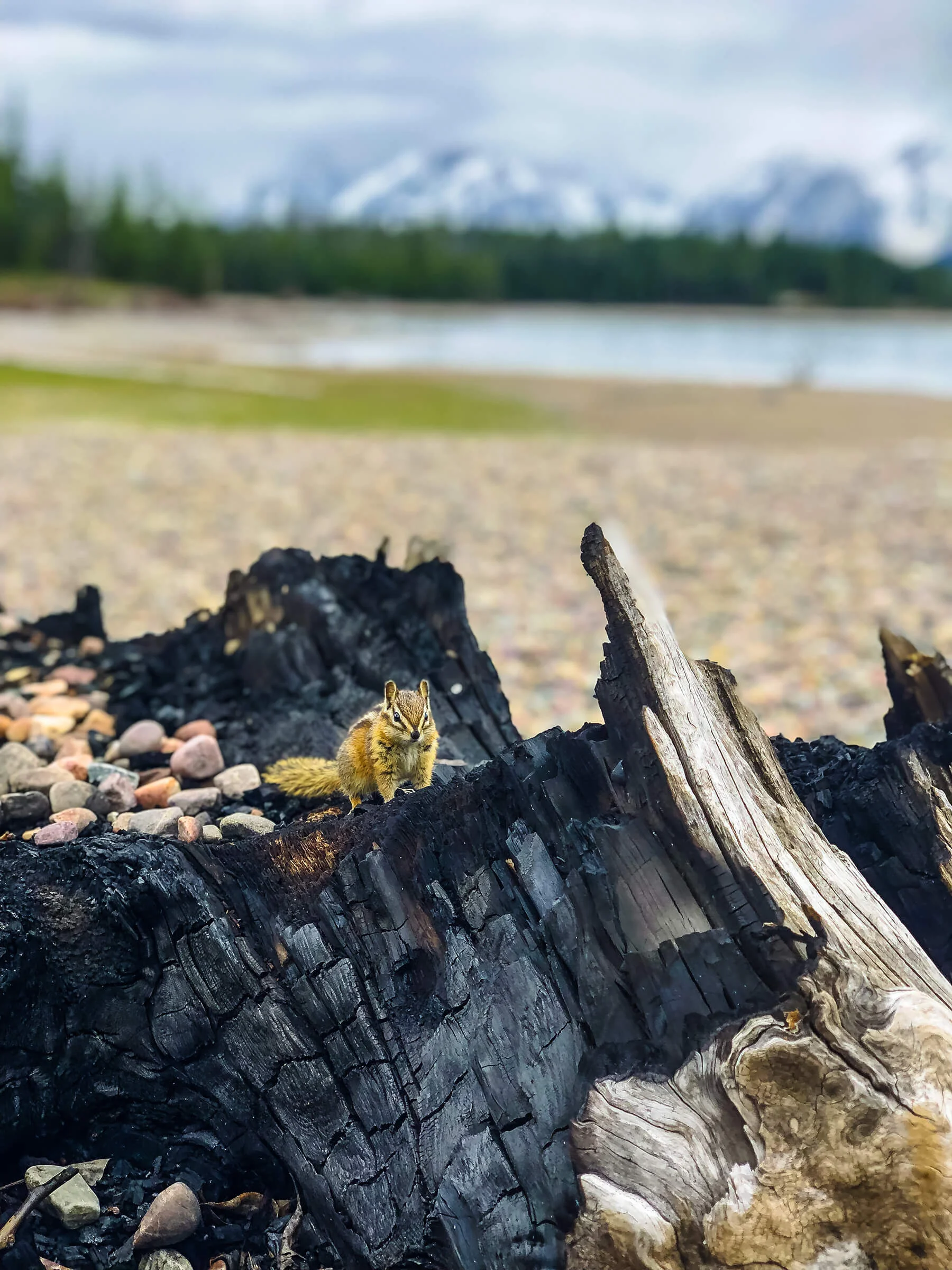 Chipmunk in front of Jackson Lake and the Teton Range