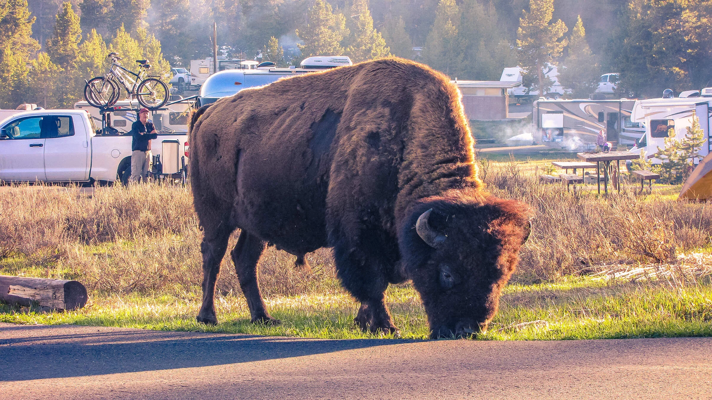 Grazing Bison at Bridge Bay Campground