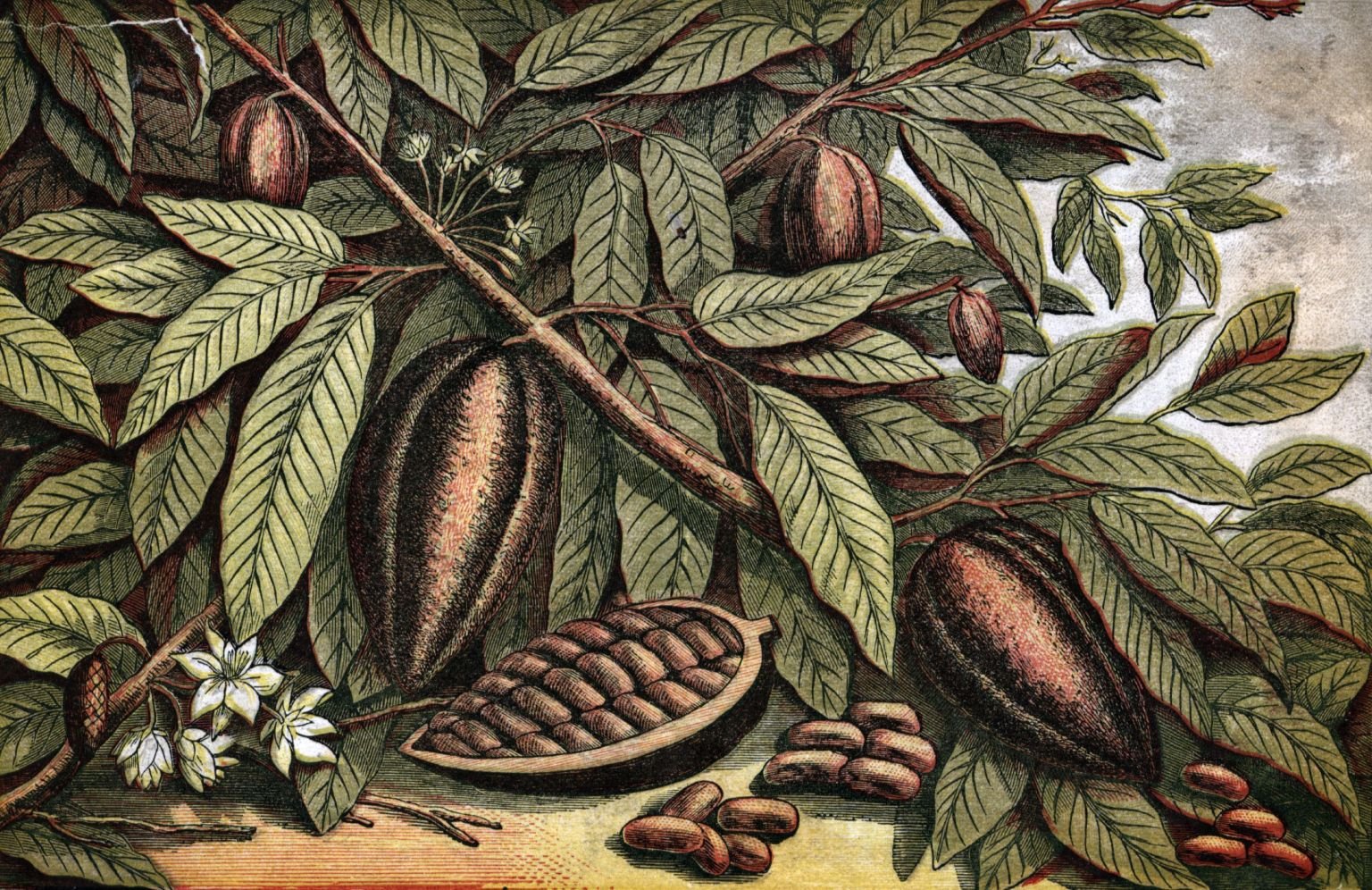 a color drawing of cacao trees, flowers, and an open cacao pod