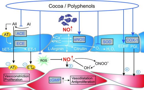 diagram of cacao nitric oxide action in body