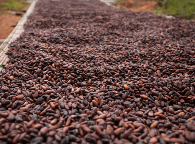 Dried and roasted cacao beans
