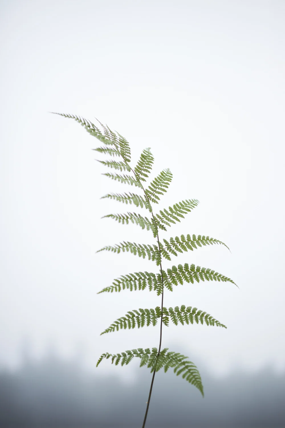 Fern 7