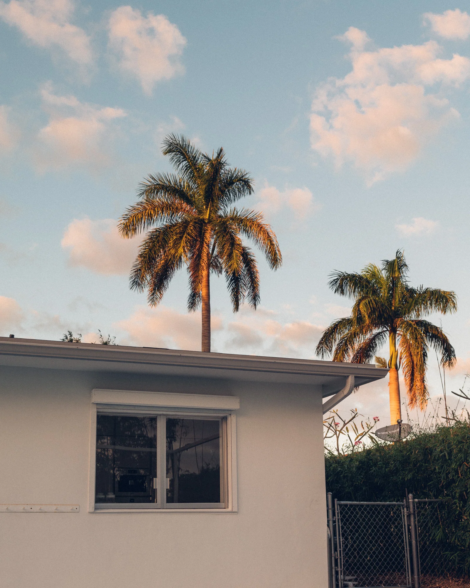 Palm