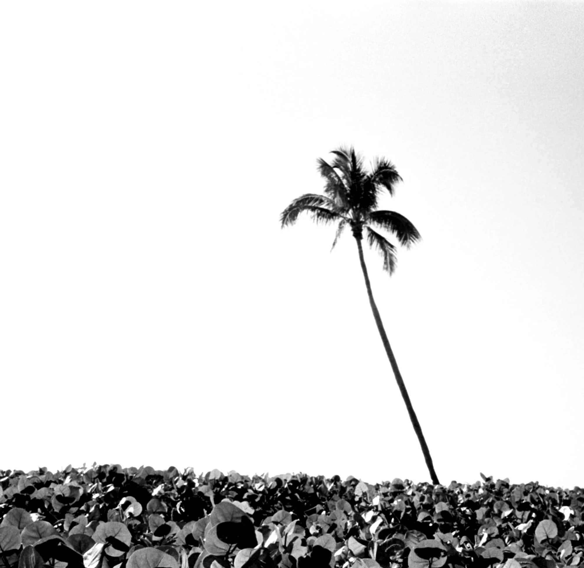 Palm 2