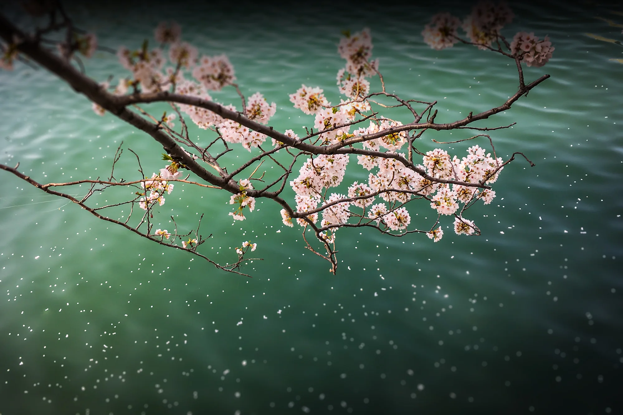 Sakura Season Tokyo 2019