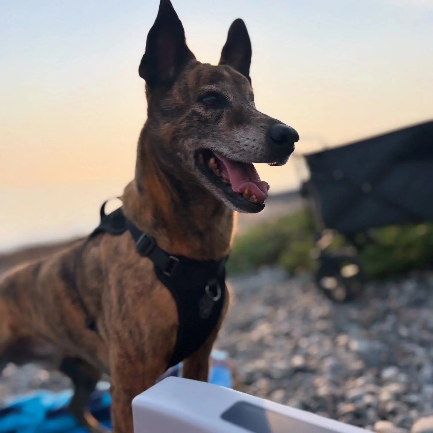 Happy 12th birthday to our adorable Ben! 🐕

I love his gentle, cuddly nature, the way he completely loses his mind at the sight of a squirrel, and his never-ending mission to score dog treats at the office! 🐾🤎

To celebrate, we&rsquo;re once again