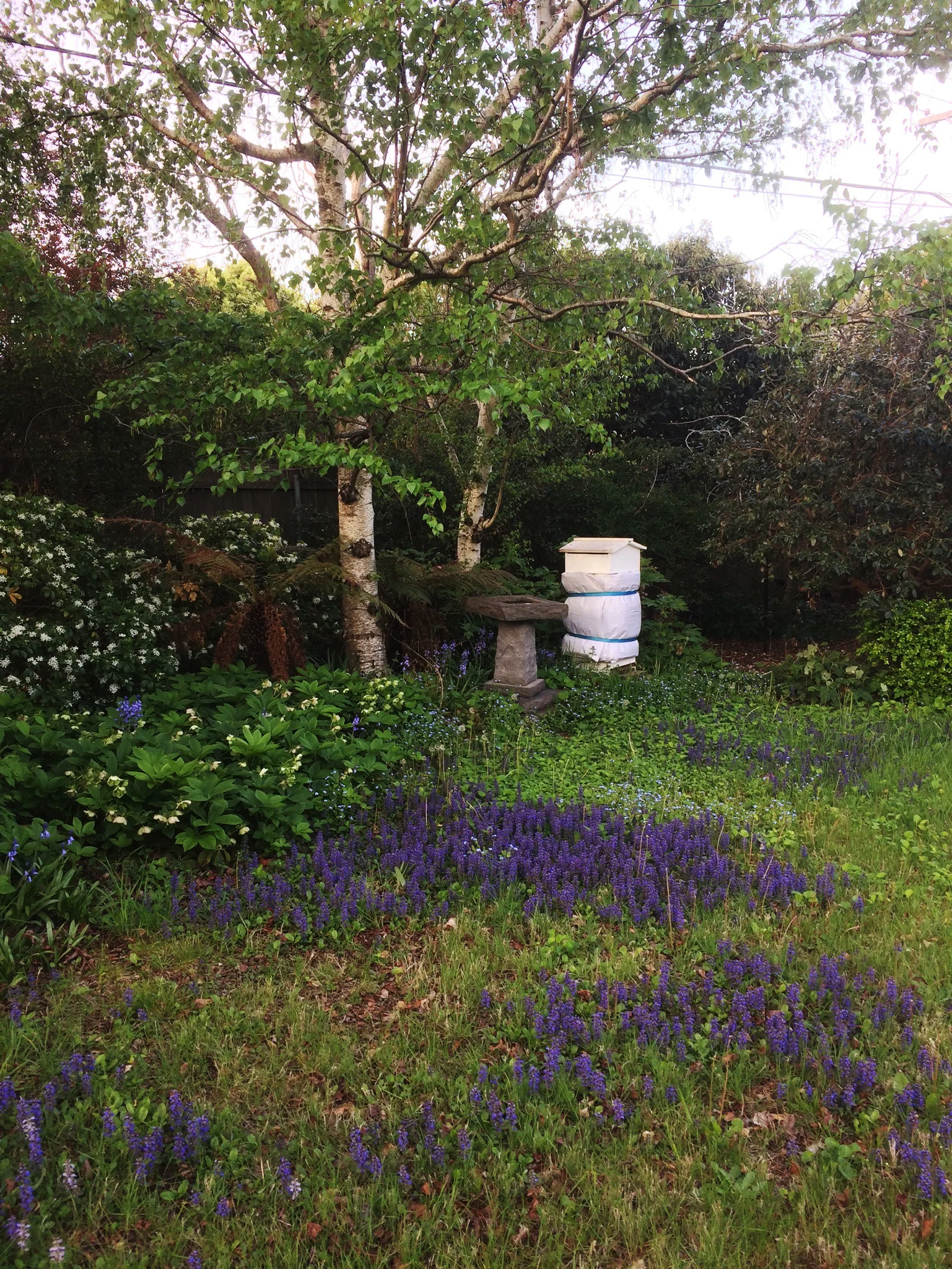 IMG_0115.jpeg