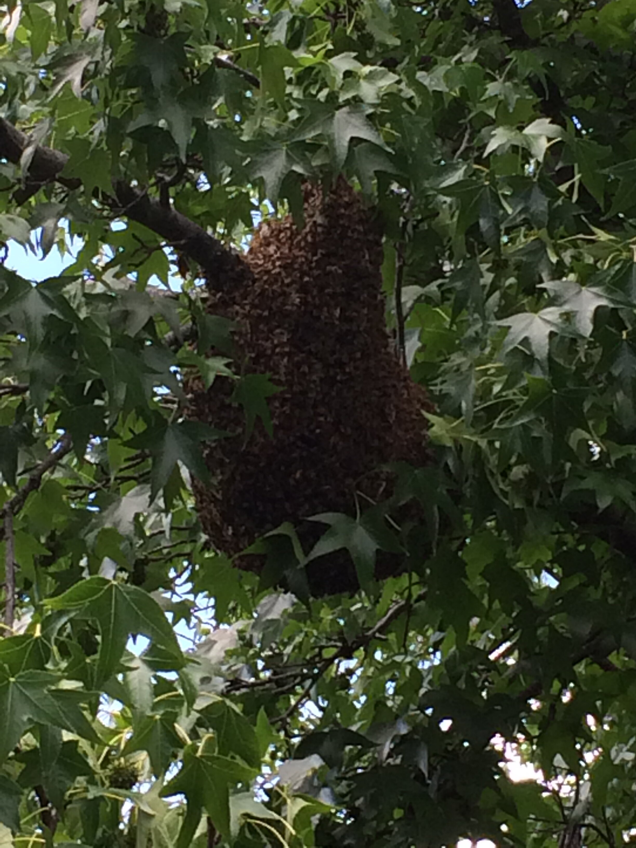 A swarm awaiting collection