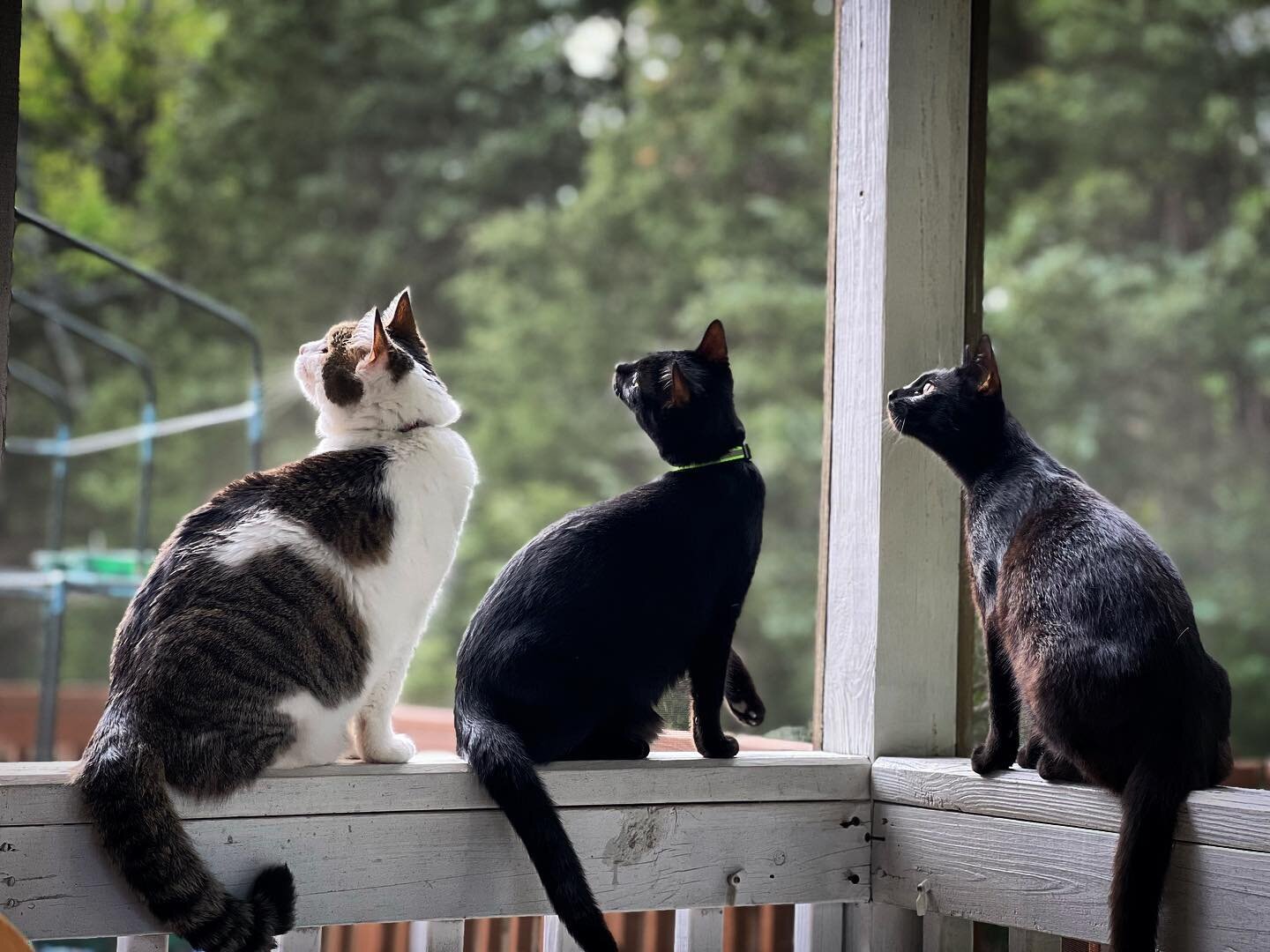 🐈 🐈&zwj;⬛ 🐈&zwj;⬛
