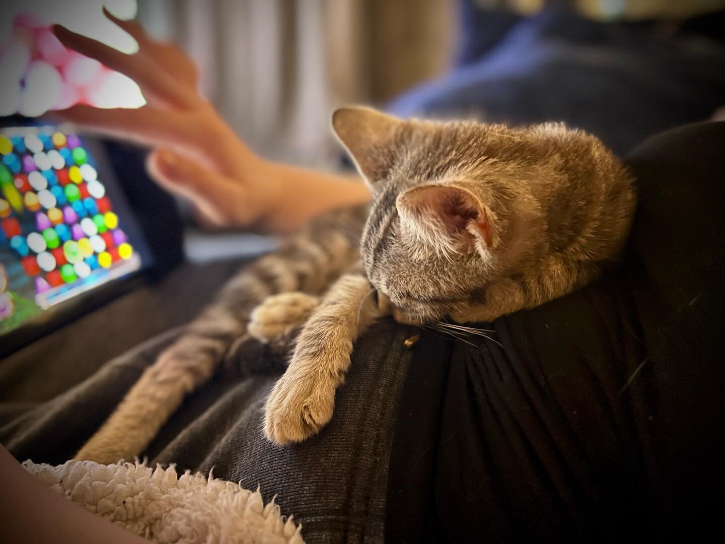 ✨ 🐈 ✨
