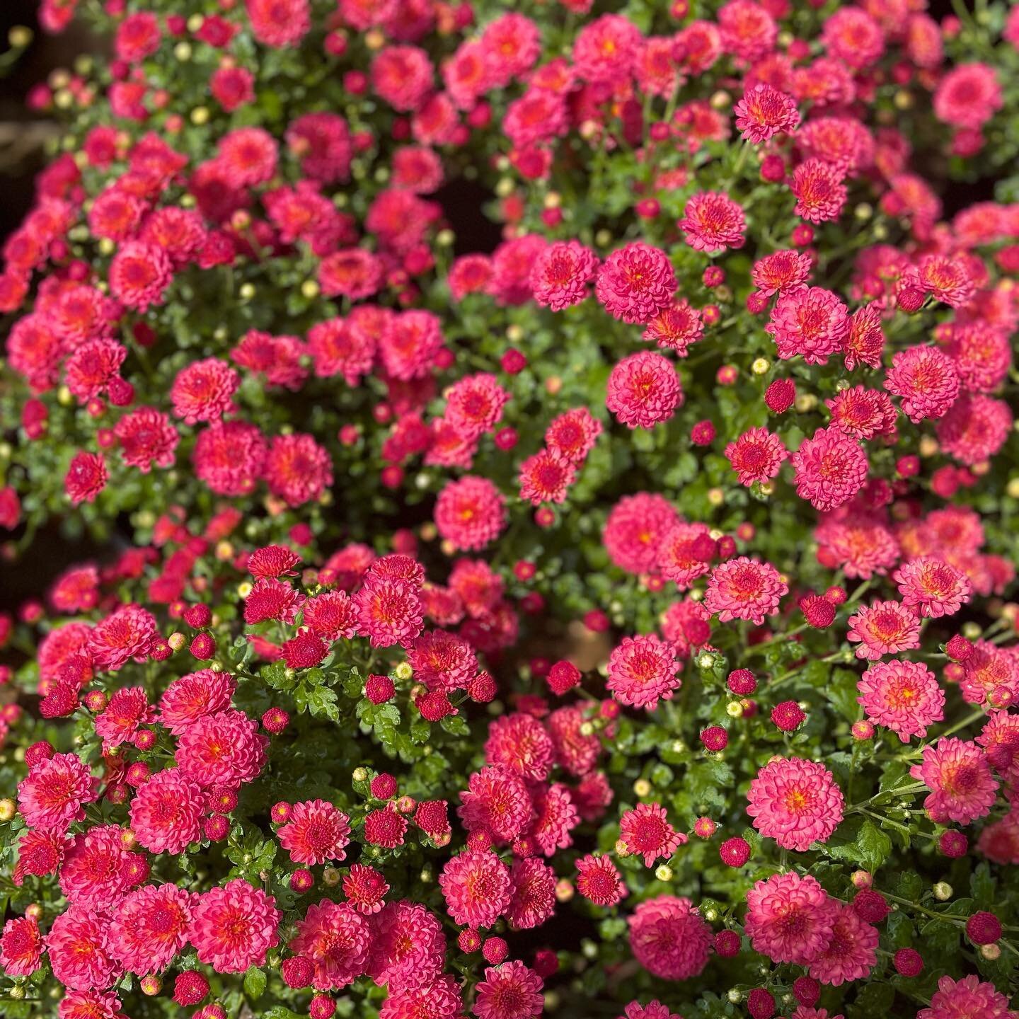 Annual Garden Mums available now! 🍂