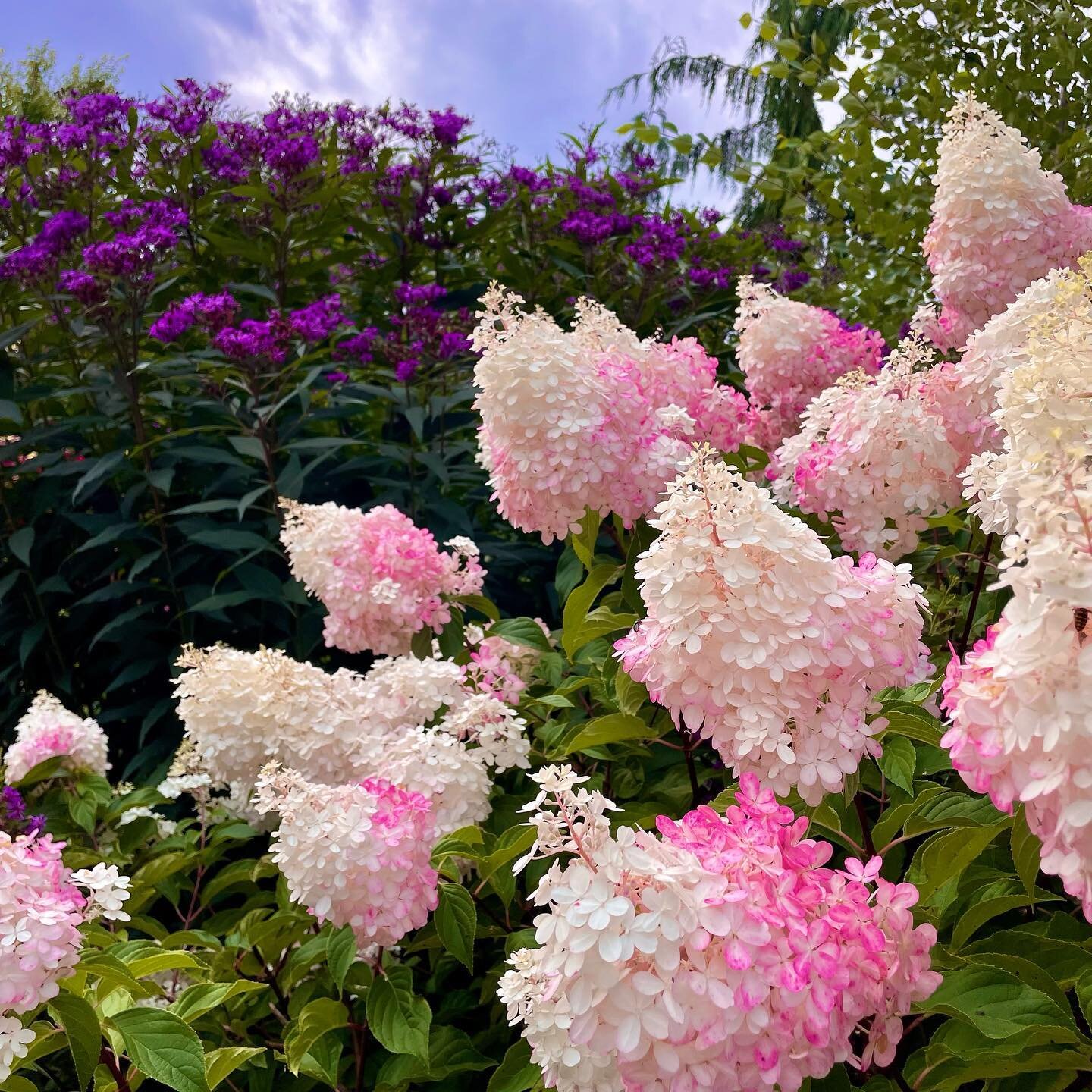 Vanilla Strawberry Hydrangeas 😍