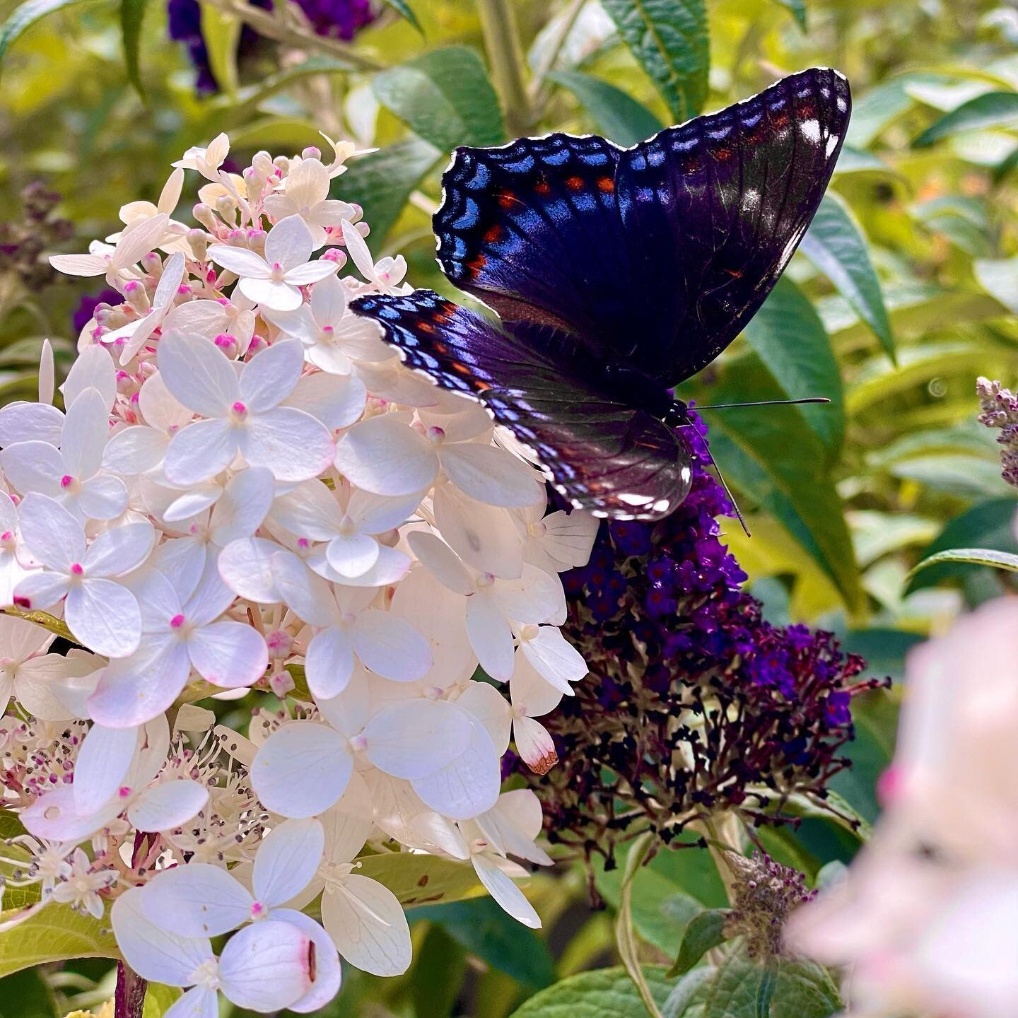 End of Summer Sale Alert🚨 

ALL perennials now 40% off!
ALL trees and shrubs now 30% off!