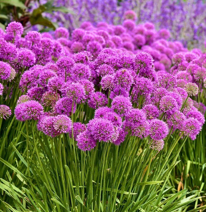 Ornamental Allium (Onion) are in beautiful bloom currently! These perennials look incredible especially when planted in multiples for a major impact 😍 PS they are 40% off