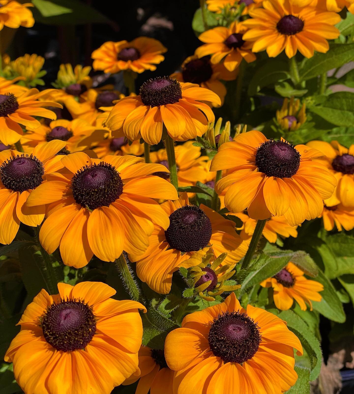 Annual Rudbeckia is definitely a favourite this time of year 🧡🌻