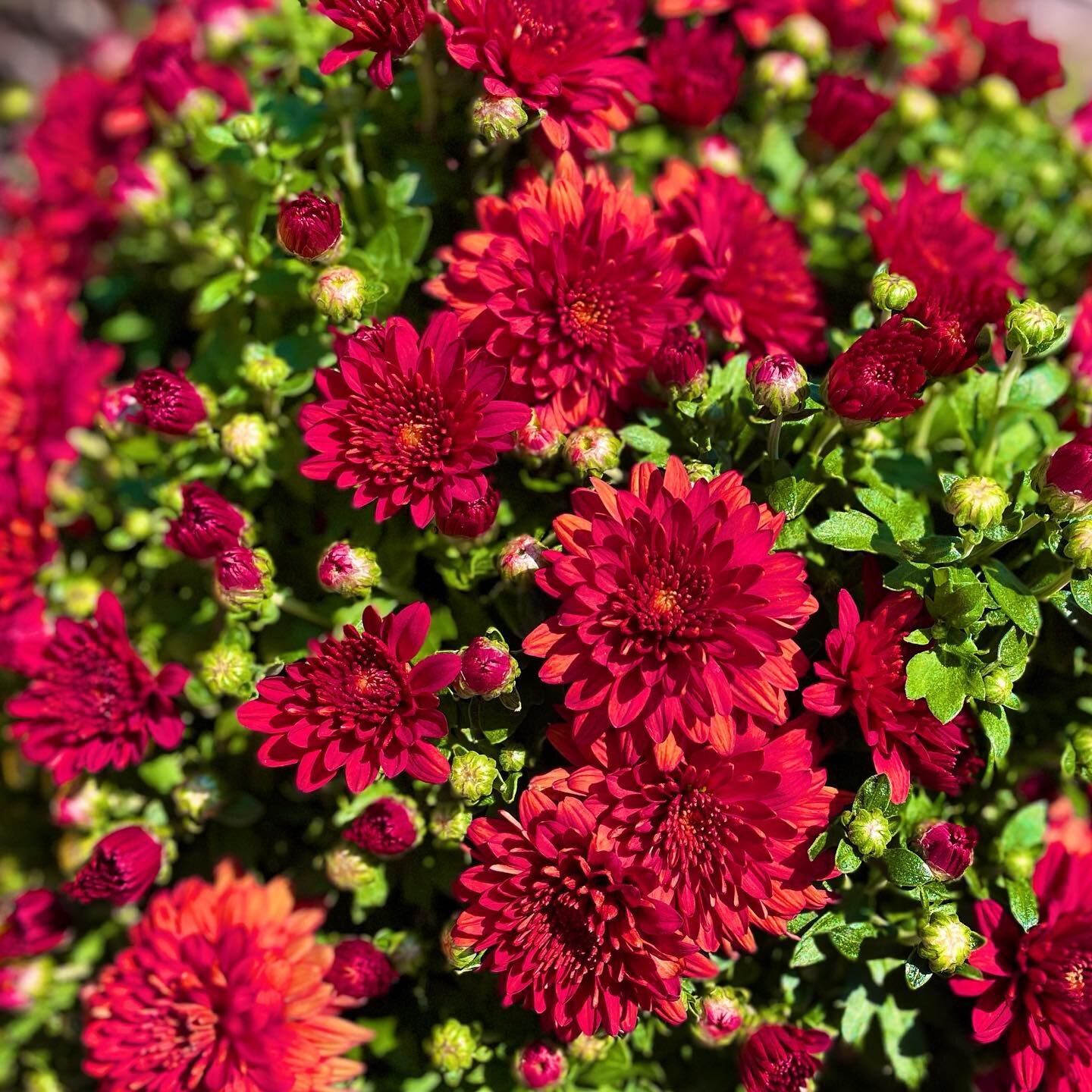 Just love this rusty red in the annual garden mums 😍