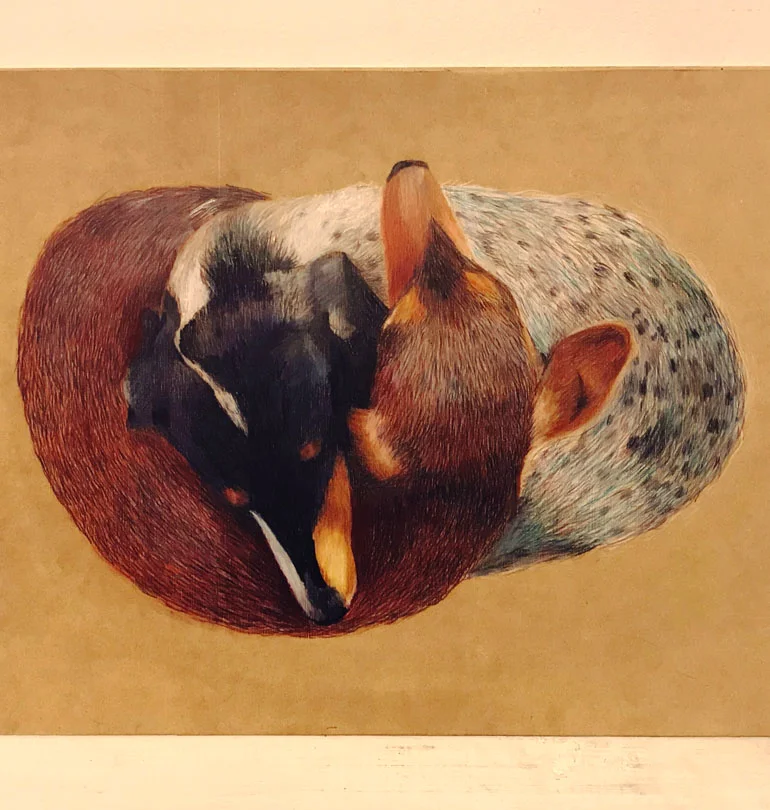 mek frinchaboy pet dog nap salchi .jpg