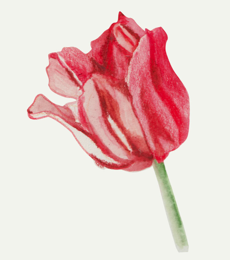 flower-pink-tulip-mek-frinchaboy.jpg