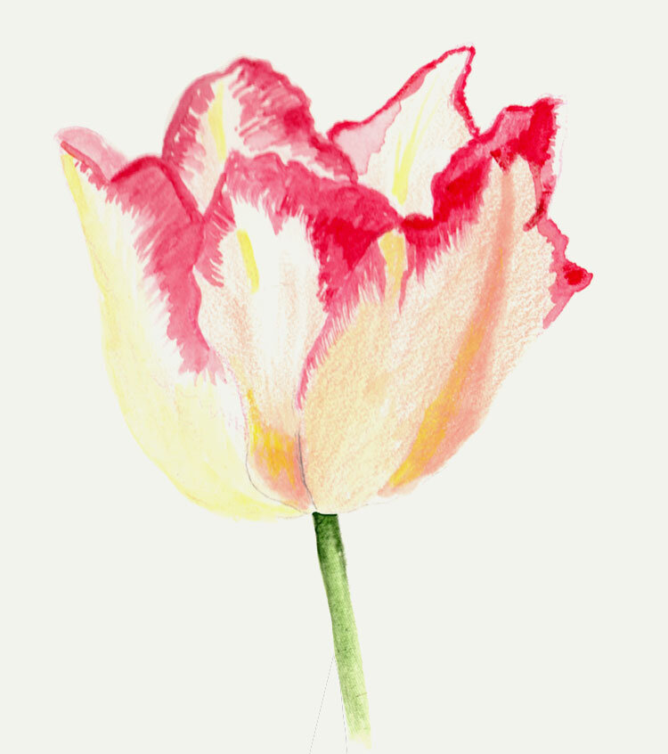 mek-frinchaboy-tulip-pink-and-white.jpg