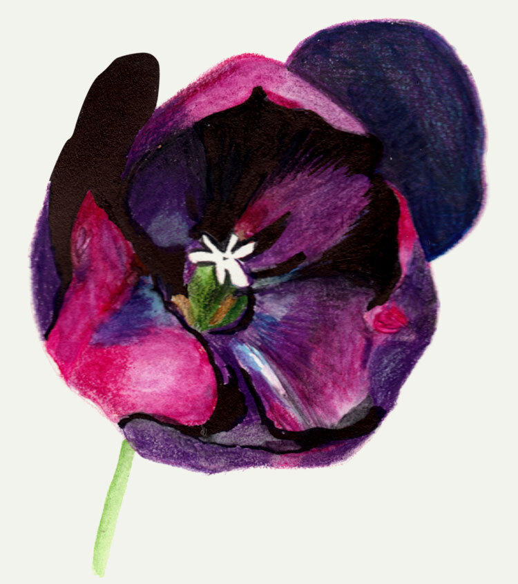 mek-frinchaboy-tulip-violet.jpg